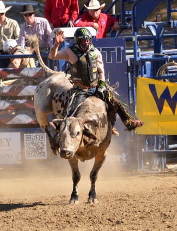 Professional bull rider in a protective vest raising his free hand on a speckled bull
