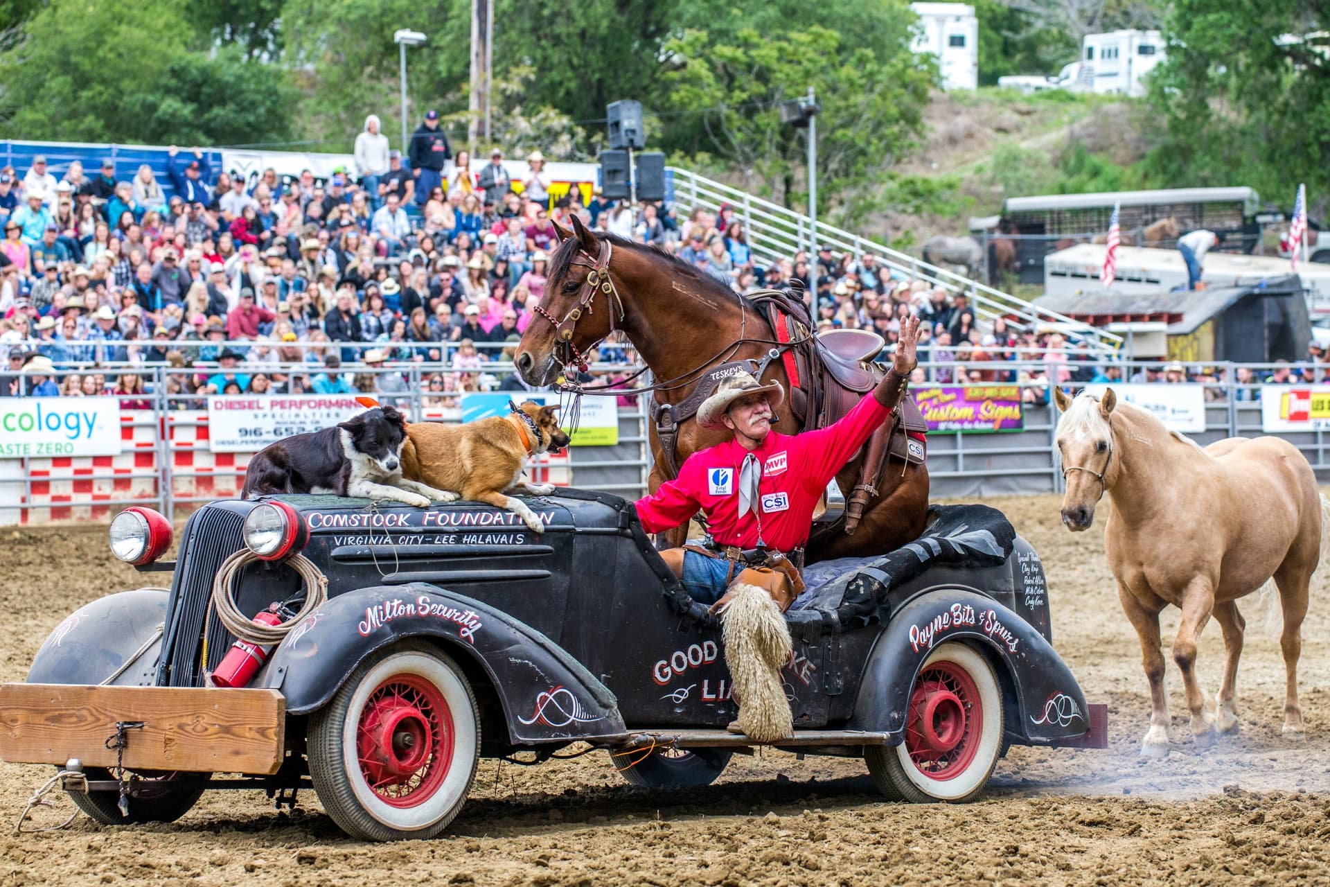 Flying U Rodeo comedy act with a vintage roadster, trick horse and dogs before a full grandstand
