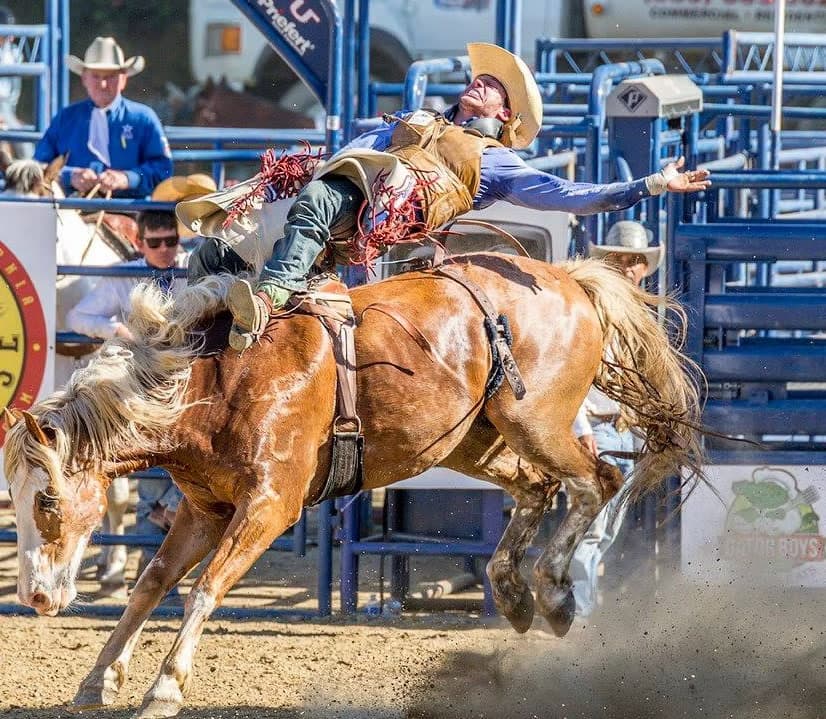 Cowboy spurring a bucking palomino bronc in front of the chutes